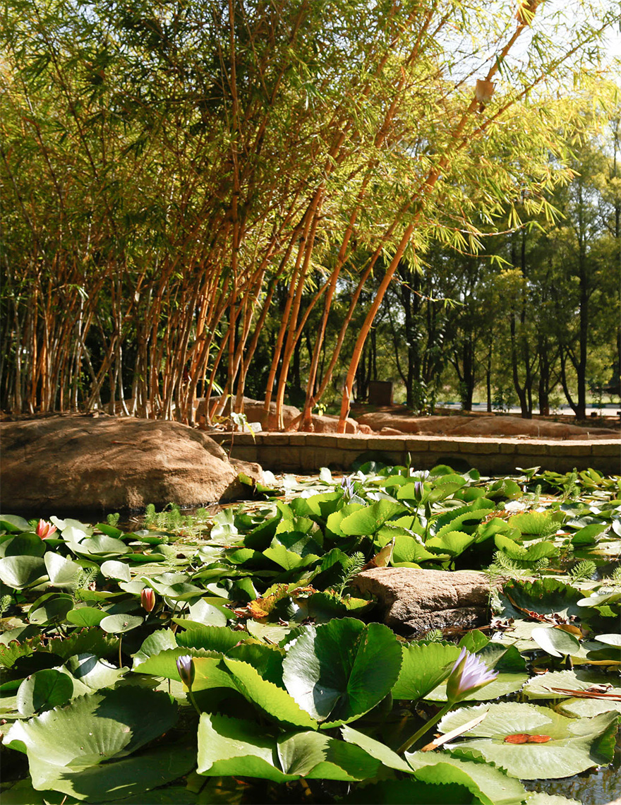 Natural-Pond-Olde-bangalore-Resort-Gree Resort near Kempegowda Airport