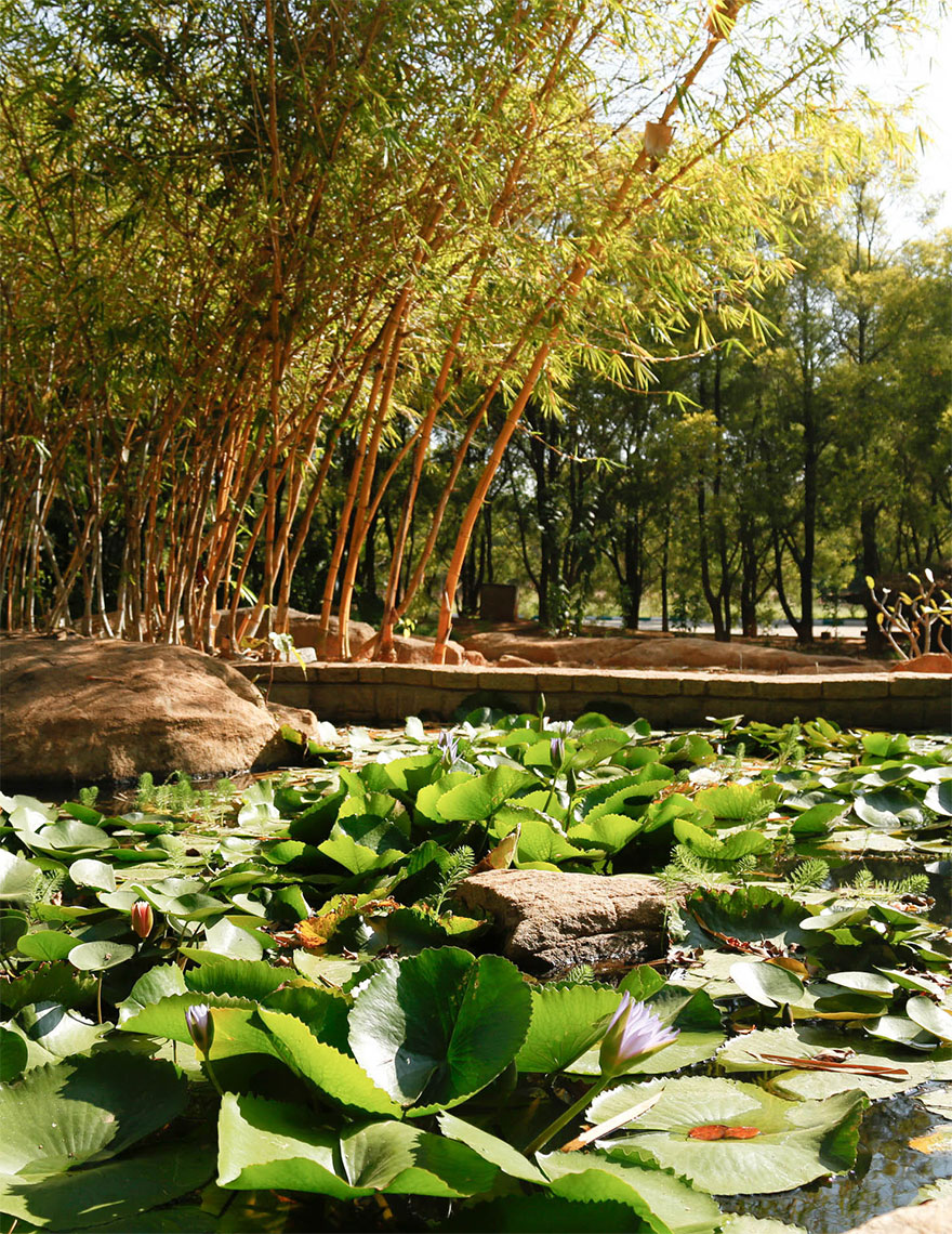 Olde Bangalore Bangalore-green-resort-best-amongst-resorts-in-north-bangalore